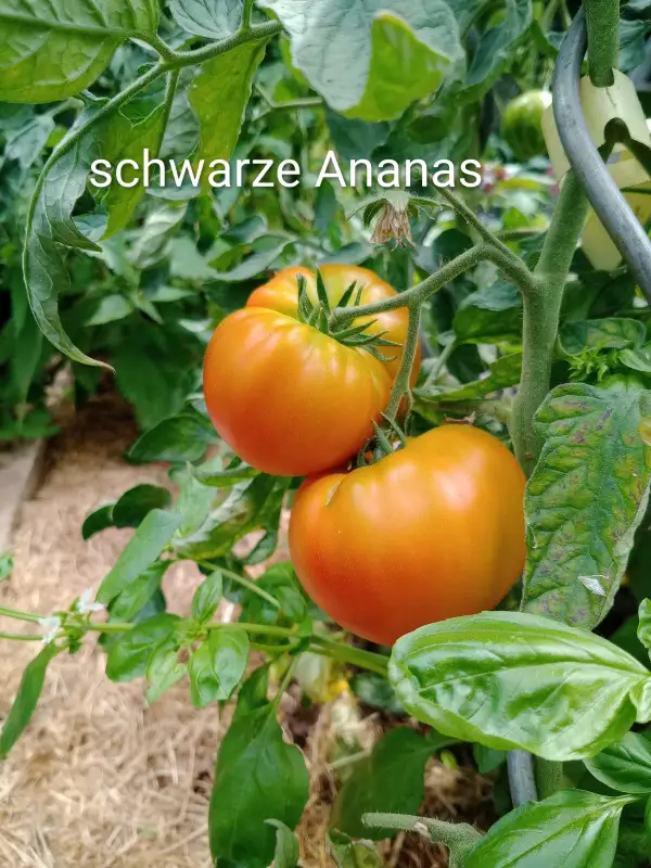 Tomaten: schwarze Ananas (gelbe! Früchte)
