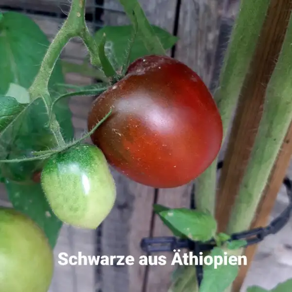 Tomaten: Schwarze aus Äthiopien