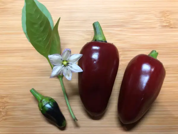 Chili / Paprika: Schwarze Chilli