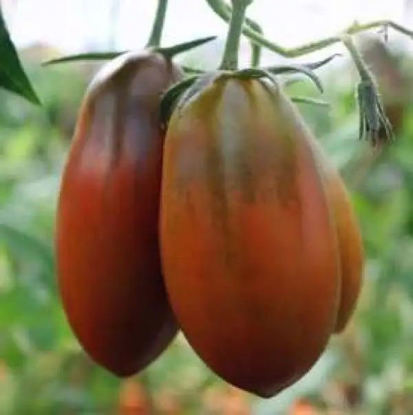 Tomaten: Schwarze Eiszapfen