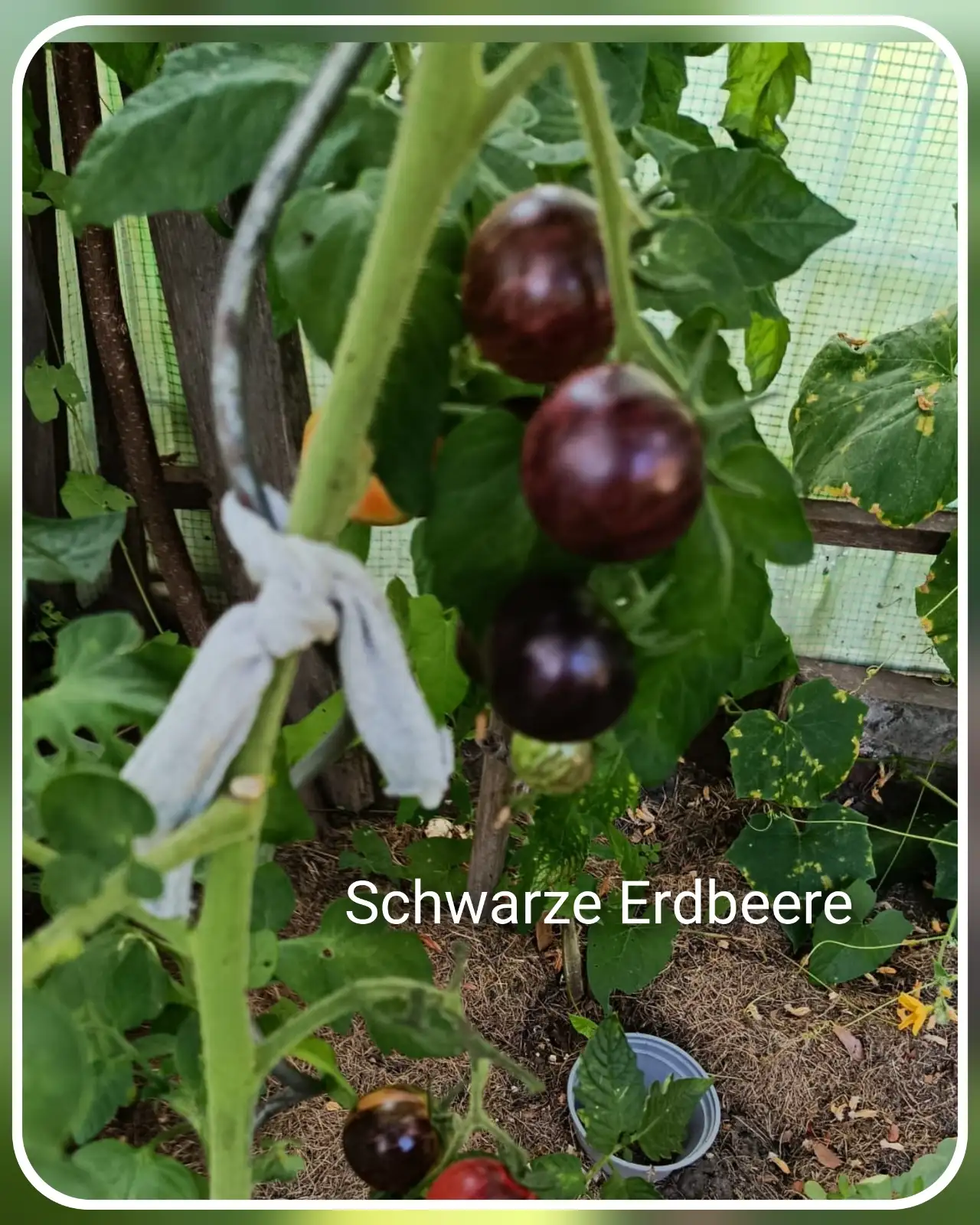 Tomaten: Schwarze Erdbeere