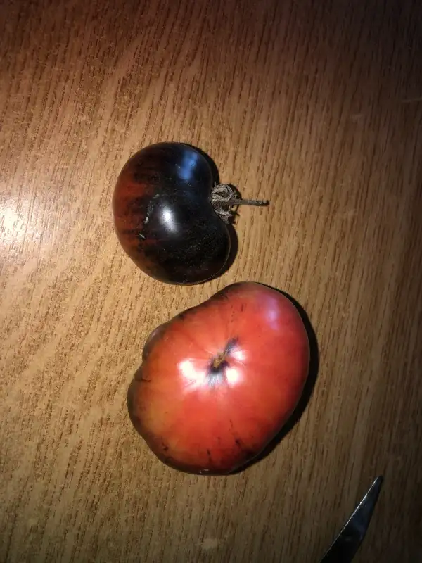 Tomaten: Schwarze Eri