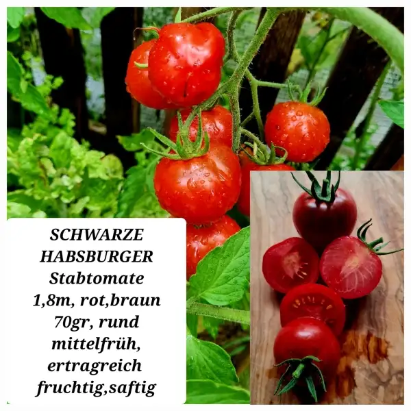 Tomaten: SCHWARZE HABSBURGER