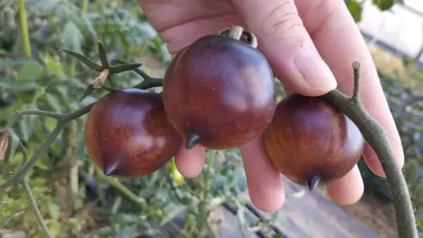 Tomaten: Schwarze Herzen