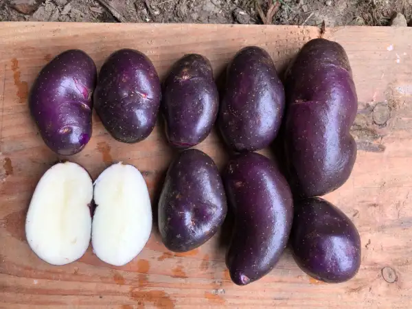 Kartoffeln: Schwarze Hungarian
