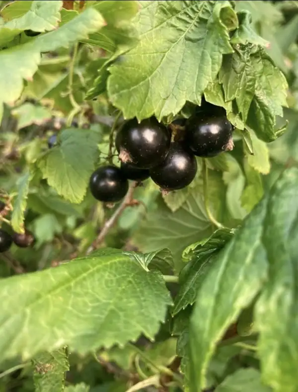 Beeren: schwarze Johannisbeere