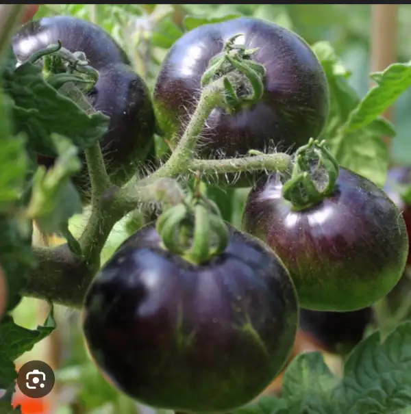 Tomaten: Schwarze Königin
