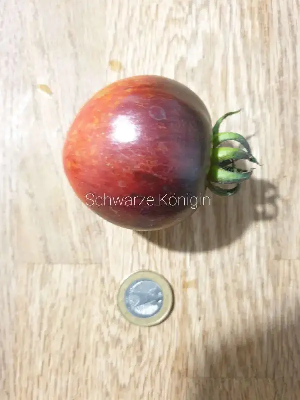 Tomaten: Schwarze Königin