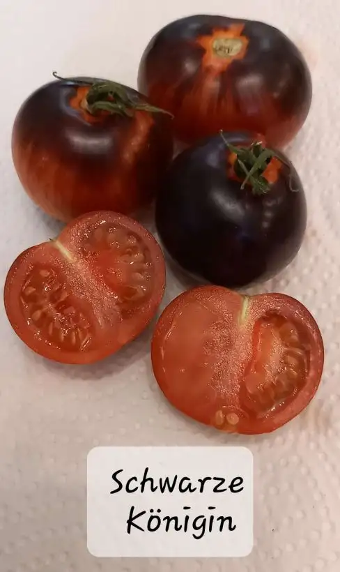 Tomaten: Schwarze Königin