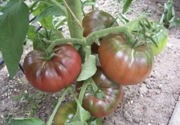 Tomaten: Schwarze Krim