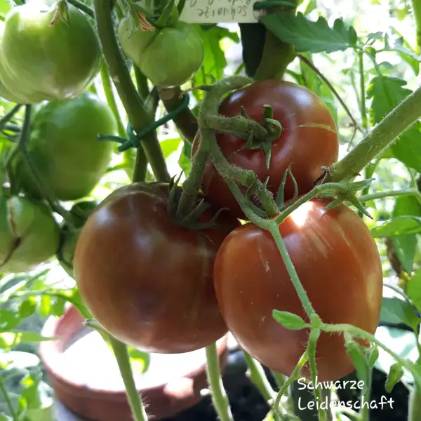 Tomaten: Schwarze Leidenschaft