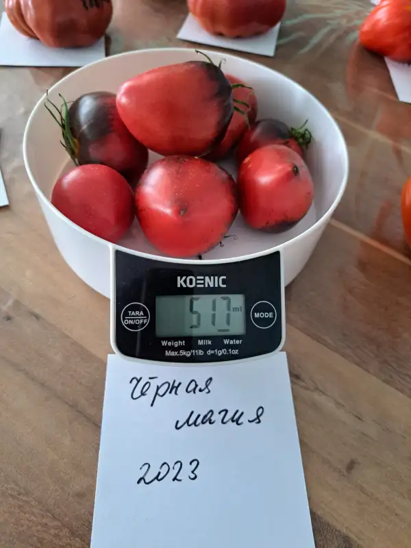 Tomaten: Schwarze Magie