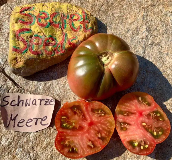 Tomaten: Schwarze Meere