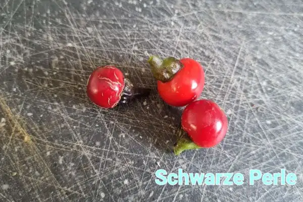 Chili / Paprika: Schwarze Perle