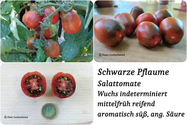 Tomaten: schwarze Pflaume
