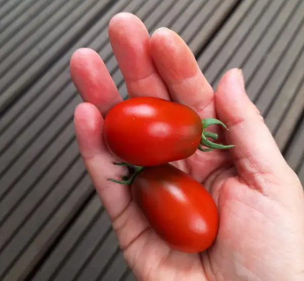 Tomaten: schwarze Pflaume