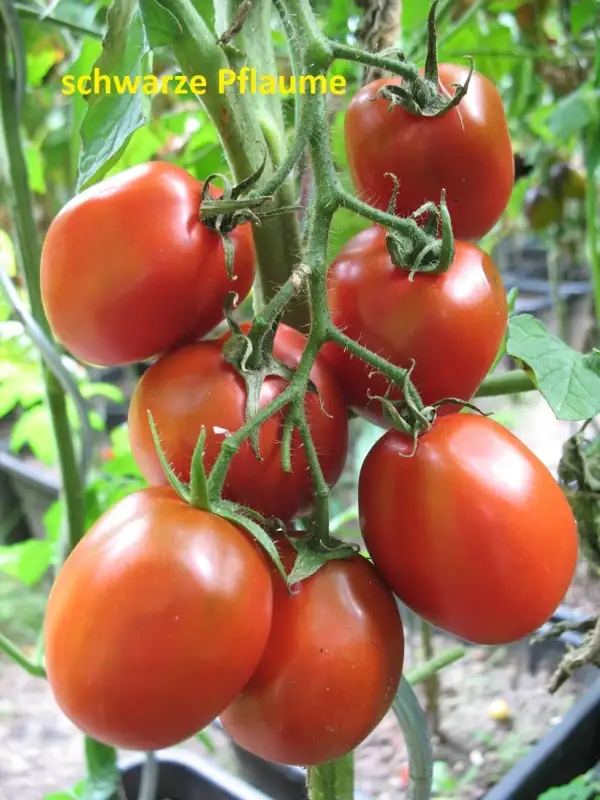 Tomaten: schwarze Pflaume