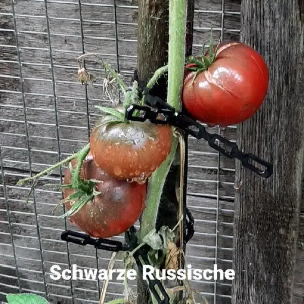 Tomaten: Schwarze Russische