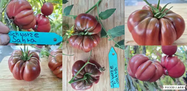 Tomaten: Schwarze Sahra - Fleischtomate