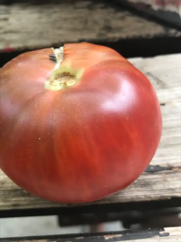 Tomaten: Schwarze Sarah