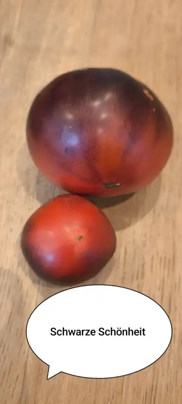 Tomaten: Schwarze Schönheit