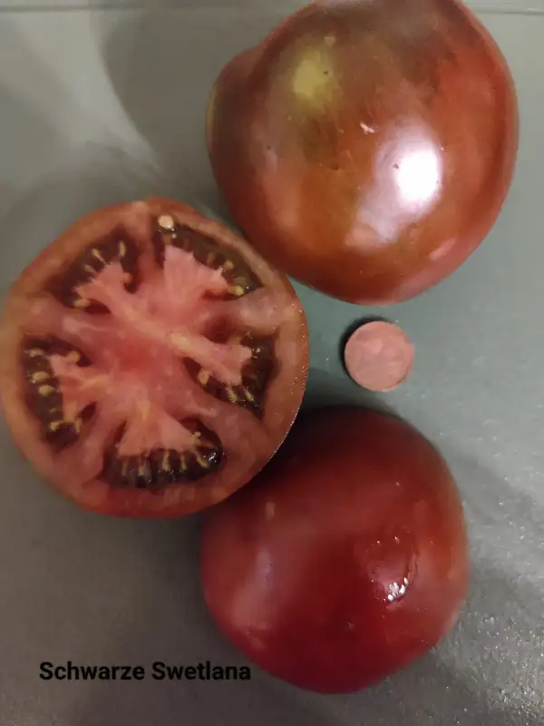 Tomaten: Schwarze Swetlana