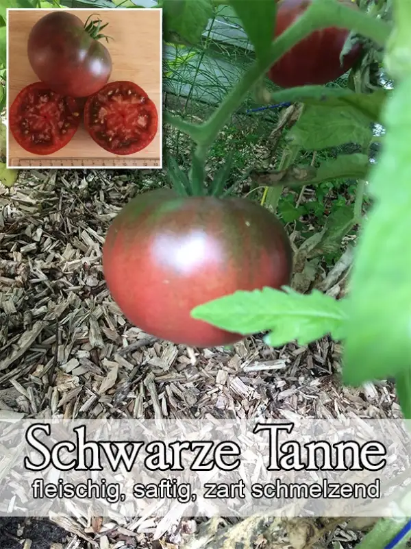 Tomaten: SCHWARZE TANNE