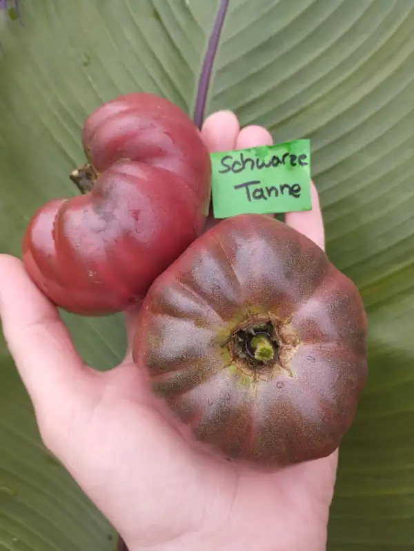 Tomaten: SCHWARZE TANNE