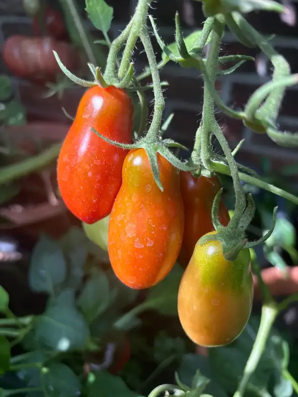 Tomaten: Schwarze Zapfen aus Kasachstan