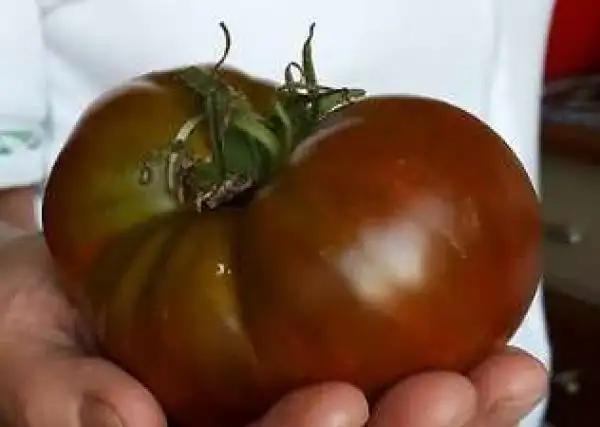 Tomaten: Schwarzer Elefant