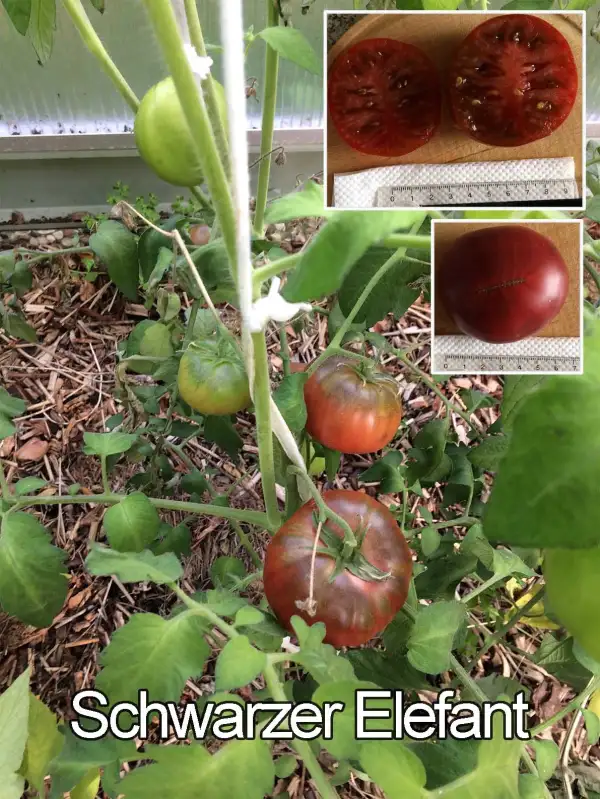 Tomaten: Schwarzer Elefant