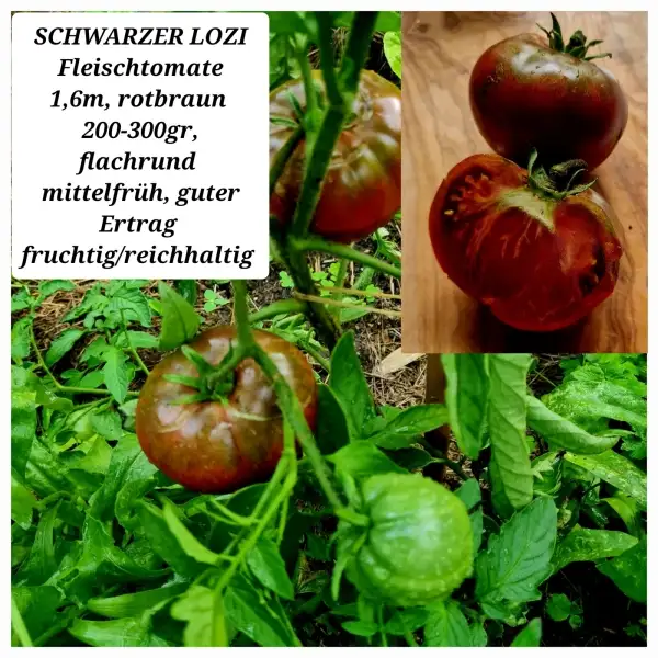 Tomaten: SCHWARZER LOZI