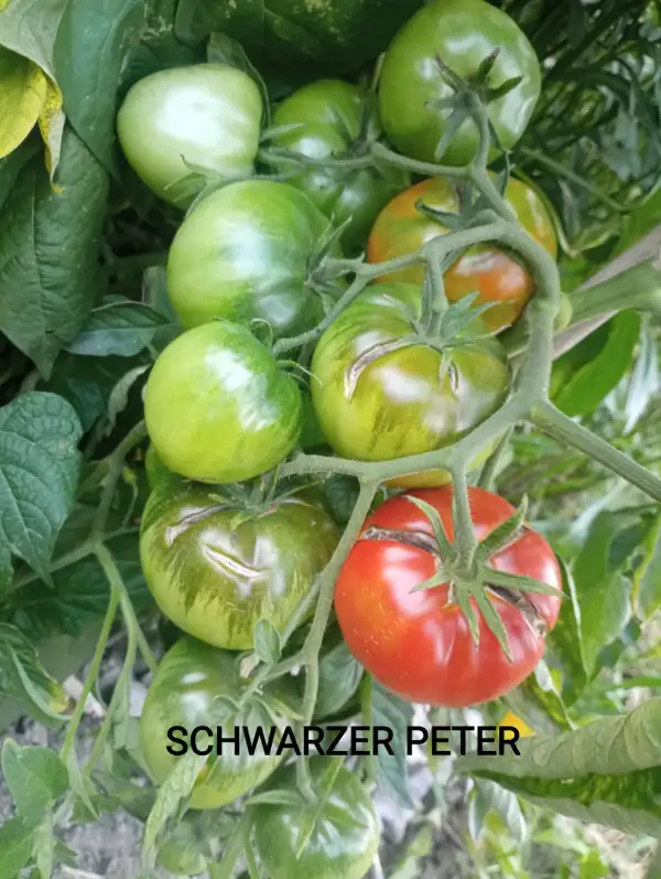 Tomaten: Schwarzer Peter
