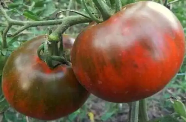 Tomaten: Schwarzer Prinz - Black Prince - Tschernij Prinz