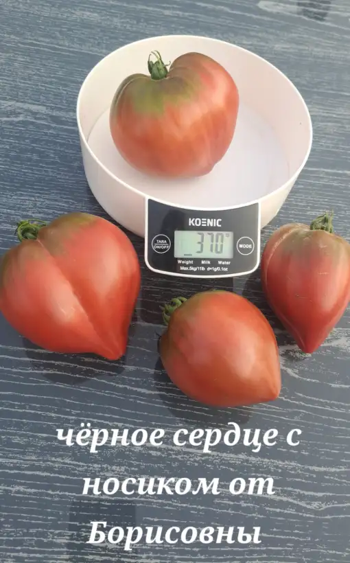 Tomaten: Schwarzes Herz mit Näschen von Borisovna