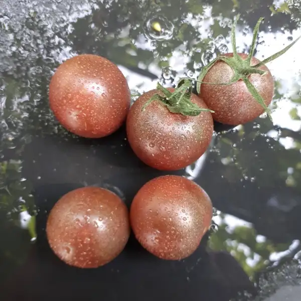 Tomaten: Schwarzes Küsschen