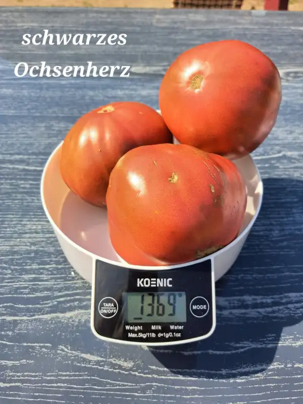 Tomaten: Schwarzes Ochsenherz