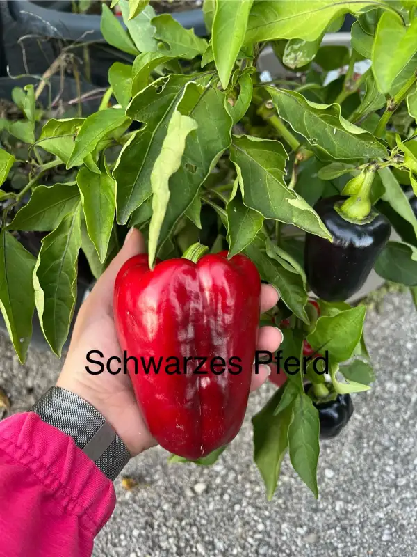 Chili / Paprika: Schwarzes Pferd