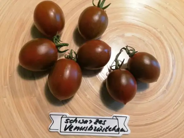 Tomaten: schwarzes Venusbrüstchen