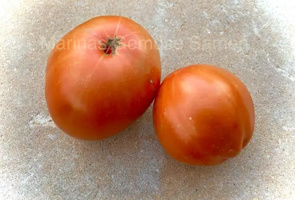 Tomaten: Schwarzwälder erdbeere