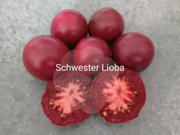 Tomaten: Schwester Lioba