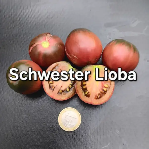 Tomaten: Schwester Lioba