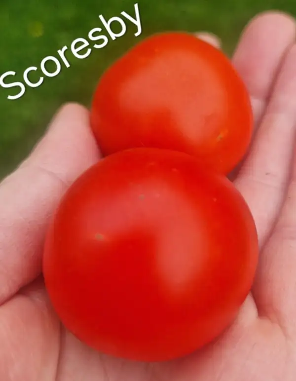 Tomaten: Scoresby
