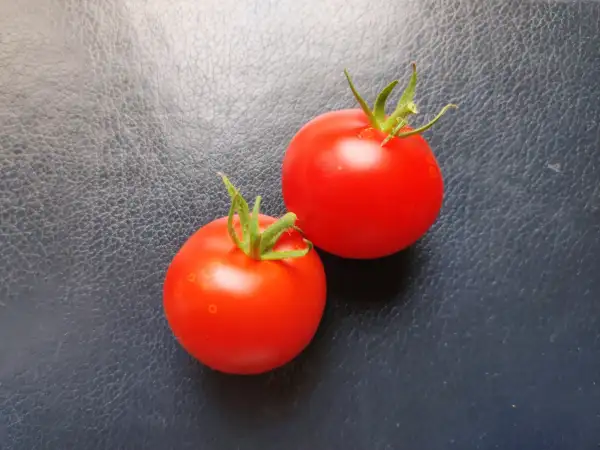 Tomaten: Scoresby Dwarf