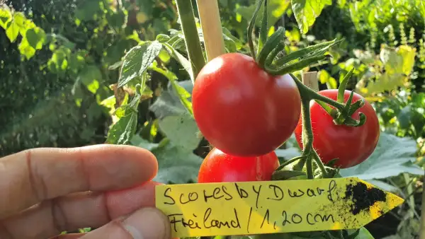 Tomaten: Scoresby Dwarf