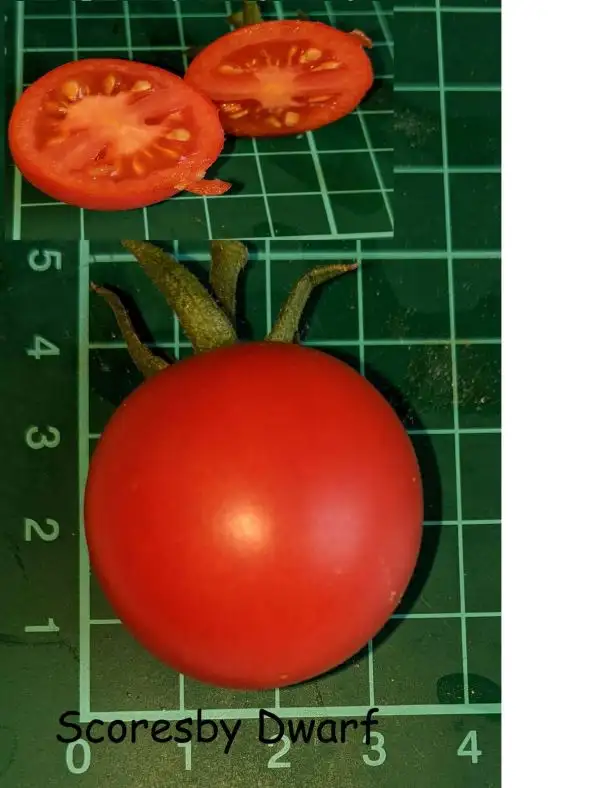 Tomaten: Scoresby Dwarf