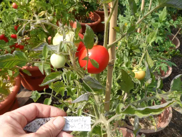 Tomaten: Scoresby Dwarf ( Kat# 2133 )