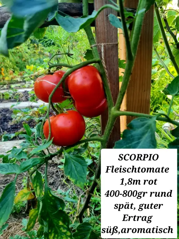 Tomaten: SCORPIO