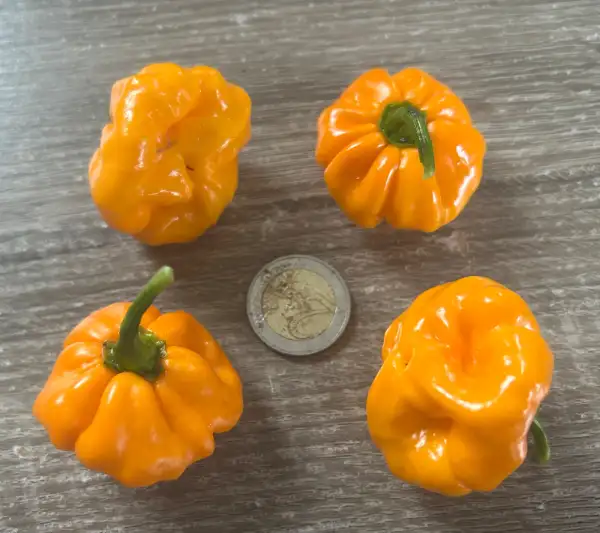 Chili: Scotch Bonet Jamaican