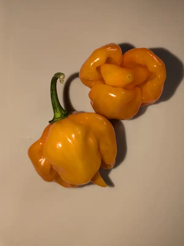 Chili / Paprika: Scotch Bonnet